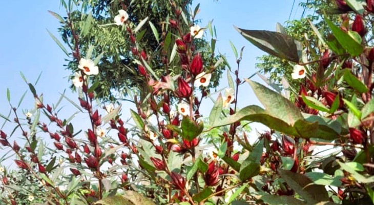 চা ও কফির বিকল্প হিসেবে রোজেল