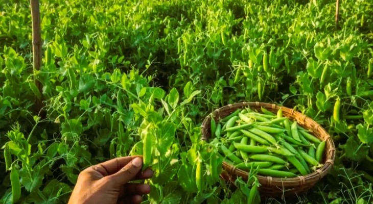 উচ্চ দাম ও লাভের আশায় বাড়ছে মটরশুঁটি চাষ