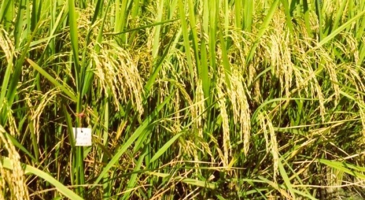 কৃষকের মুখে হাসি ফুটিয়েছে বিনাধান-২০