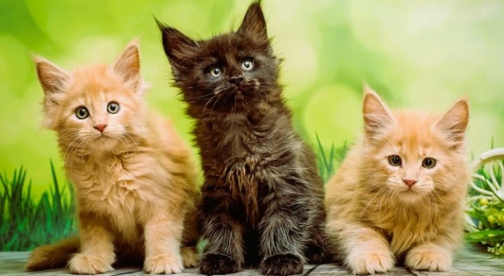 বিড়ালের বয়স অনুযায়ী কি খাবার, কিভাবে খাওয়াবেন