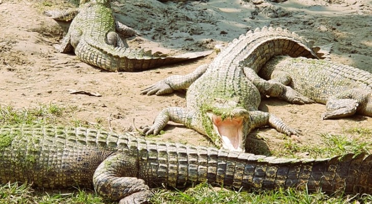 কুমির চাষে সাফল্য