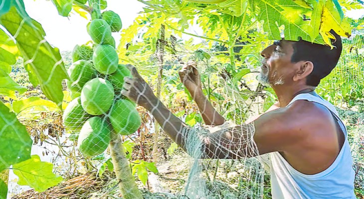 জলমগ্ন জমিতে সাফল্যের গল্প