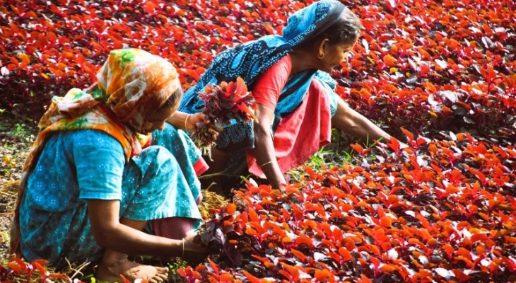 শাকের চাষাবাদ