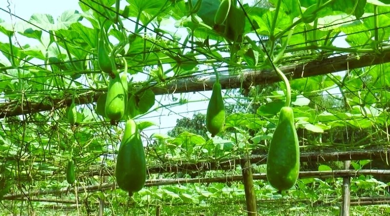 মাচায় কম খরচে সুপার গ্রিন জাতের লাউ চাষ