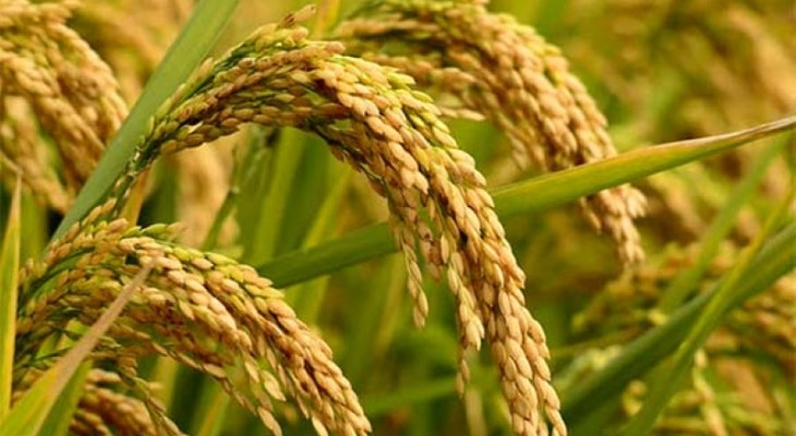 কৃষিখাতে যুক্ত হল নতুন  ৬ জাতের ধান