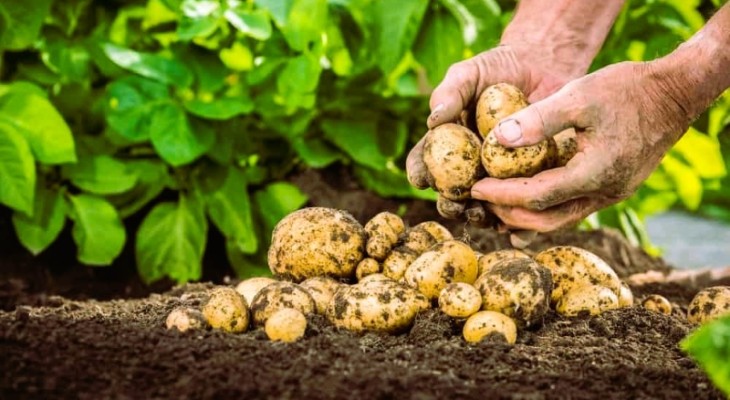 জার্মানীতে সর্বোচ্চ আলু উৎপাদন হওয়ায় ফ্রি আলু