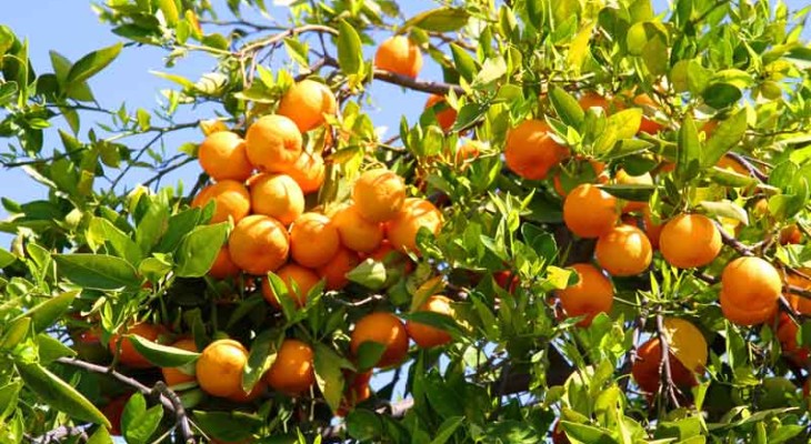 হলুদ জাতের মাল্টা ও কমলা চাষে সফল তরুণ কৃষি উদ্যোক্তারা