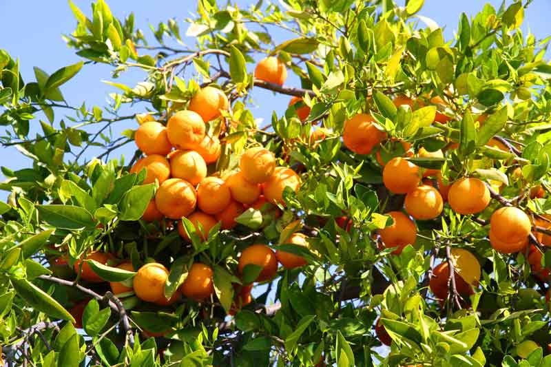 হলুদ জাতের মাল্টা ও কমলা চাষে সফল তরুণ কৃষি উদ্যোক্তারা