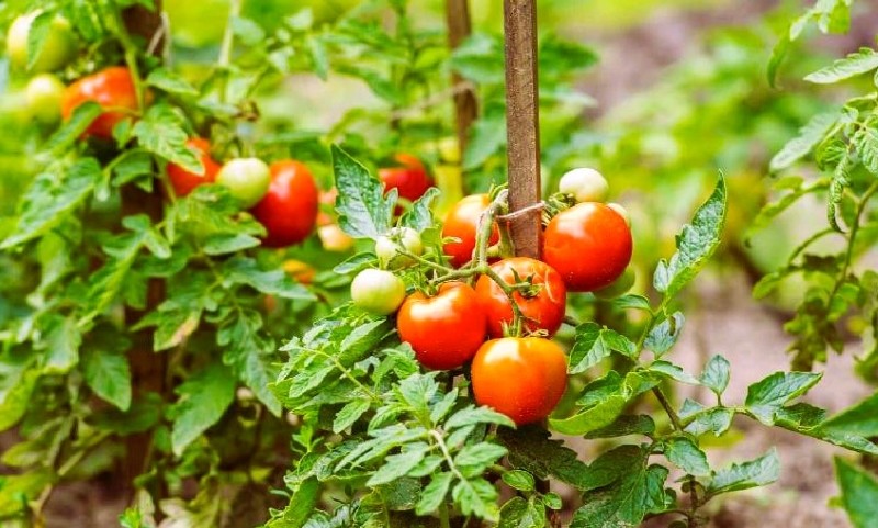 শীতের টমেটো চাষ করে লাভবান কৃষকরা