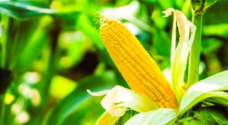 গমের জায়গা ভুট্টার দখলে