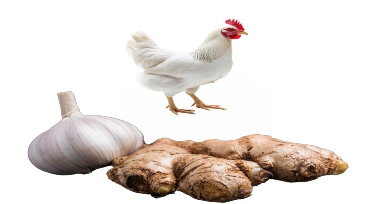 আদা রসুনেই সারবে পোল্ট্রির ব্যাকটেরিয়া ঘটিত রোগ
