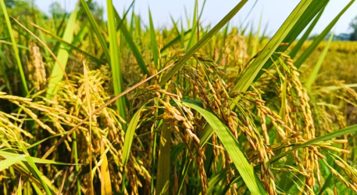 ব্লাস্ট রোগ প্রতিরোধী উচ্চফলনশীল দুই আমন ধান উদ্ভাবন