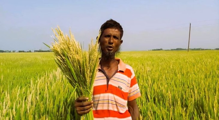 হাওরাঞ্চলে স্বল্পমেয়াদি বোরোধান চাষে কৃষকের সাশ্রয় 