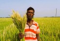 হাওরাঞ্চলে স্বল্পমেয়াদি বোরোধান চাষে কৃষকের সাশ্রয় 