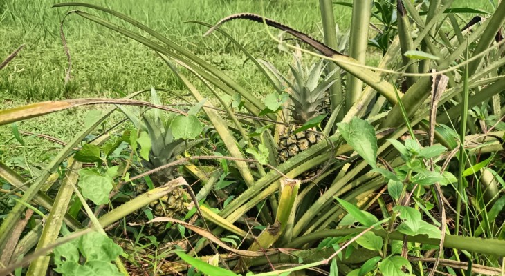 সুনামগঞ্জের হাসাউরার আনারসে দেশের অর্থনীতির চাকা ঘুরছে