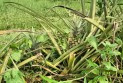 সুনামগঞ্জের হাসাউরার আনারসে দেশের অর্থনীতির চাকা ঘুরছে