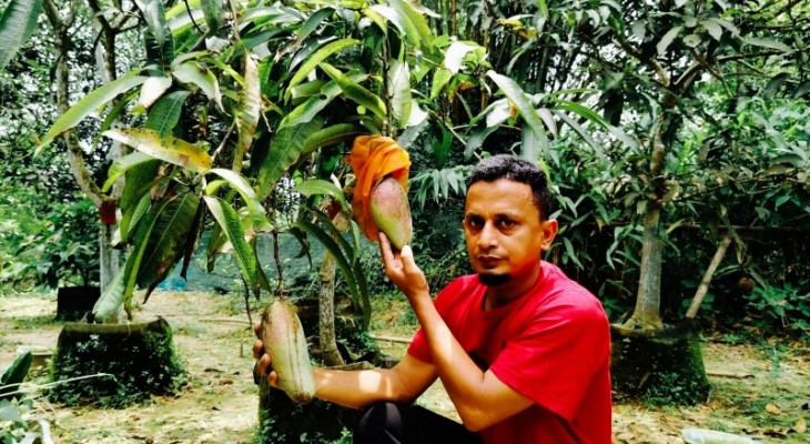 মৌলভীবাজারে শখের বাগানে ৫০ জাতের আম
