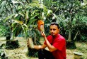 মৌলভীবাজারে শখের বাগানে ৫০ জাতের আম
