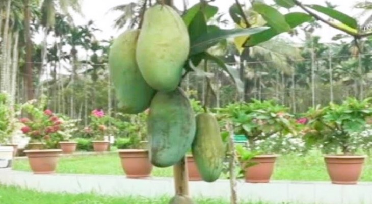 এক গাছে ১০ জাতের আম