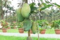 এক গাছে ১০ জাতের আম