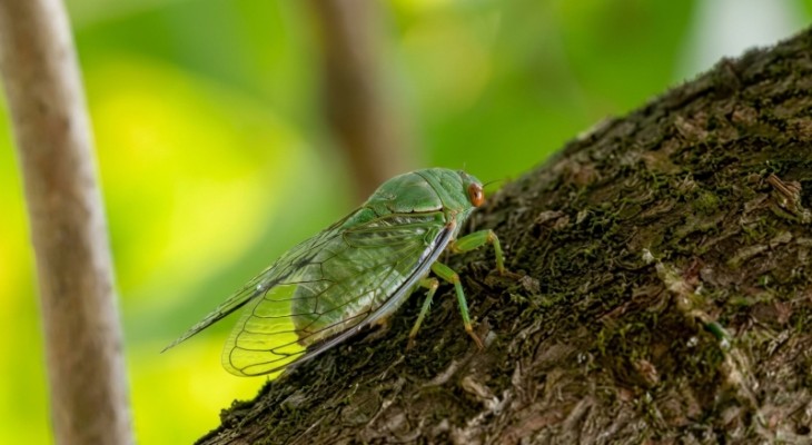 নতুন প্রজাতির ঝিঁঝিঁ পোকা, গবেষণায় বাকৃবি